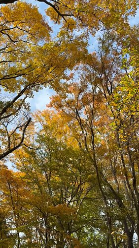 What’s your favorite season?🍂💕#japan #tokyo
