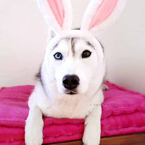 Happy Easter, floofs! 🐰💕

Hope the Easter Husky brought you lots of delicious fluffin' treats!

#husky #siberianhusky #cutedo...