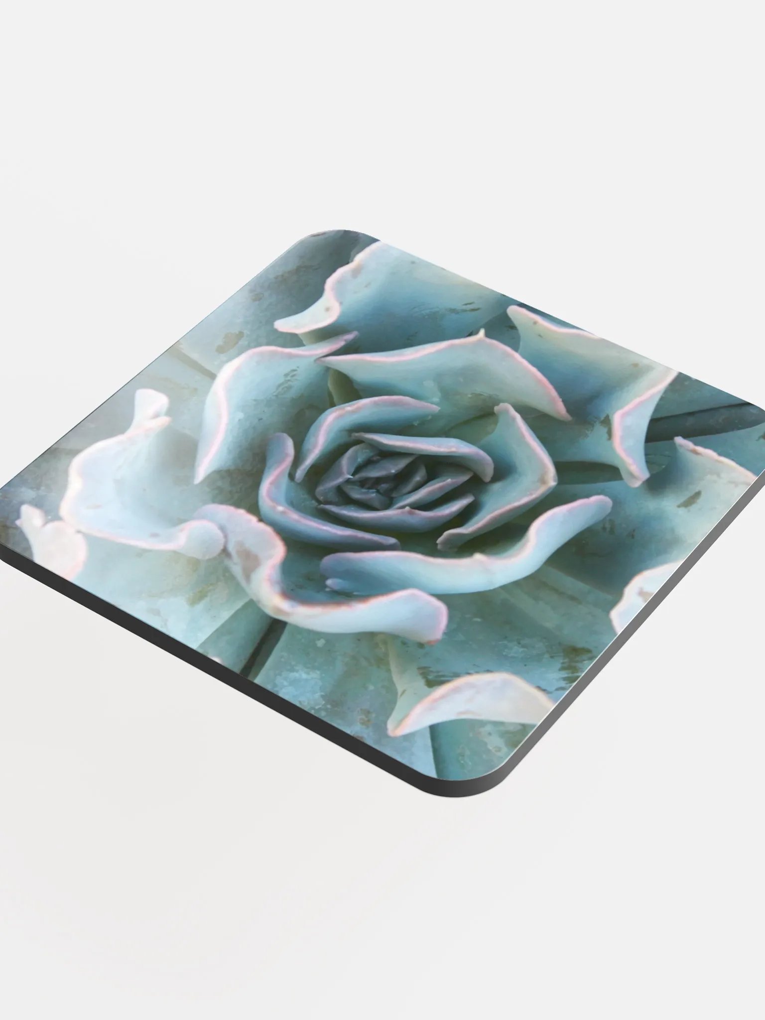 Cabbage Succulent Single Coaster product image (4)