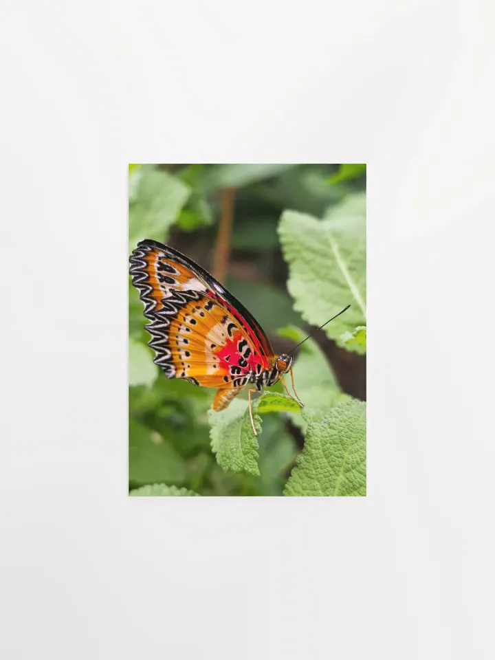 Lacewing Tropical Butterfly Poster 5x7" product image (1)