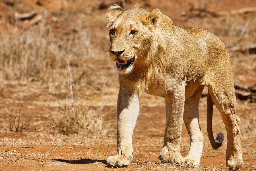 Lion product image (1)
