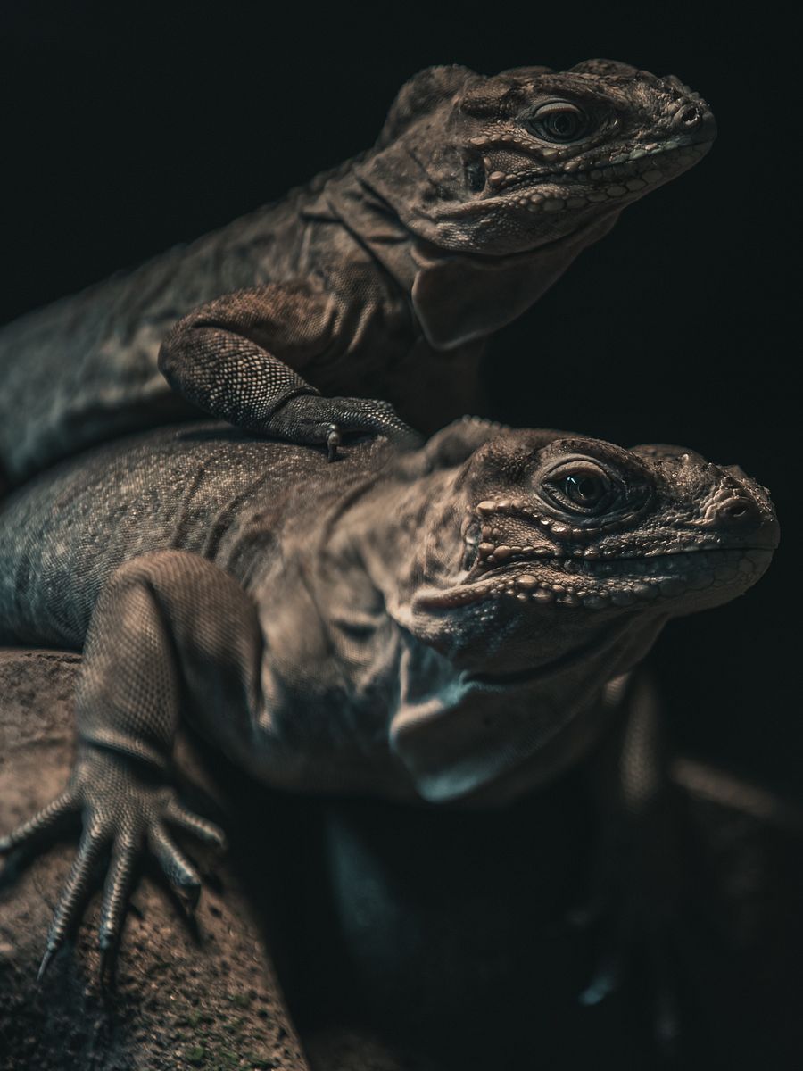 Baby Rhino Iguanas #2 product image (1)