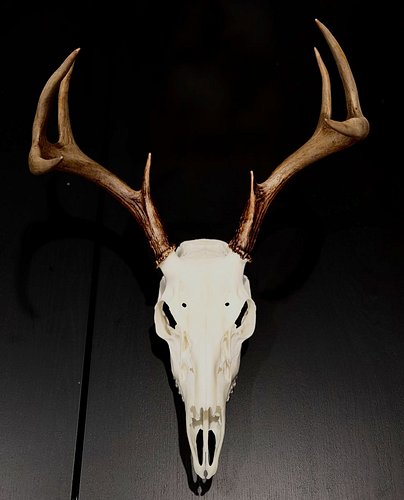 Another European done!  If anyone gets a deer this year and wants a Euro done let me know!  Just replenished my supplies and ...