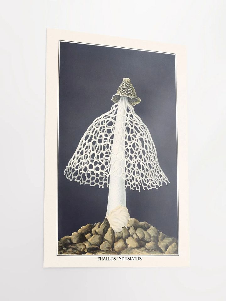 Phallus Indusiatus Poster product image (2)