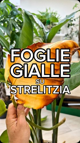 ✂️ Cut cut cut 🍂

🌿 se il panico vi assale per le foglie gialle della vostra Strelitzia nicolai … calma e sangue freddo

🌿 or...