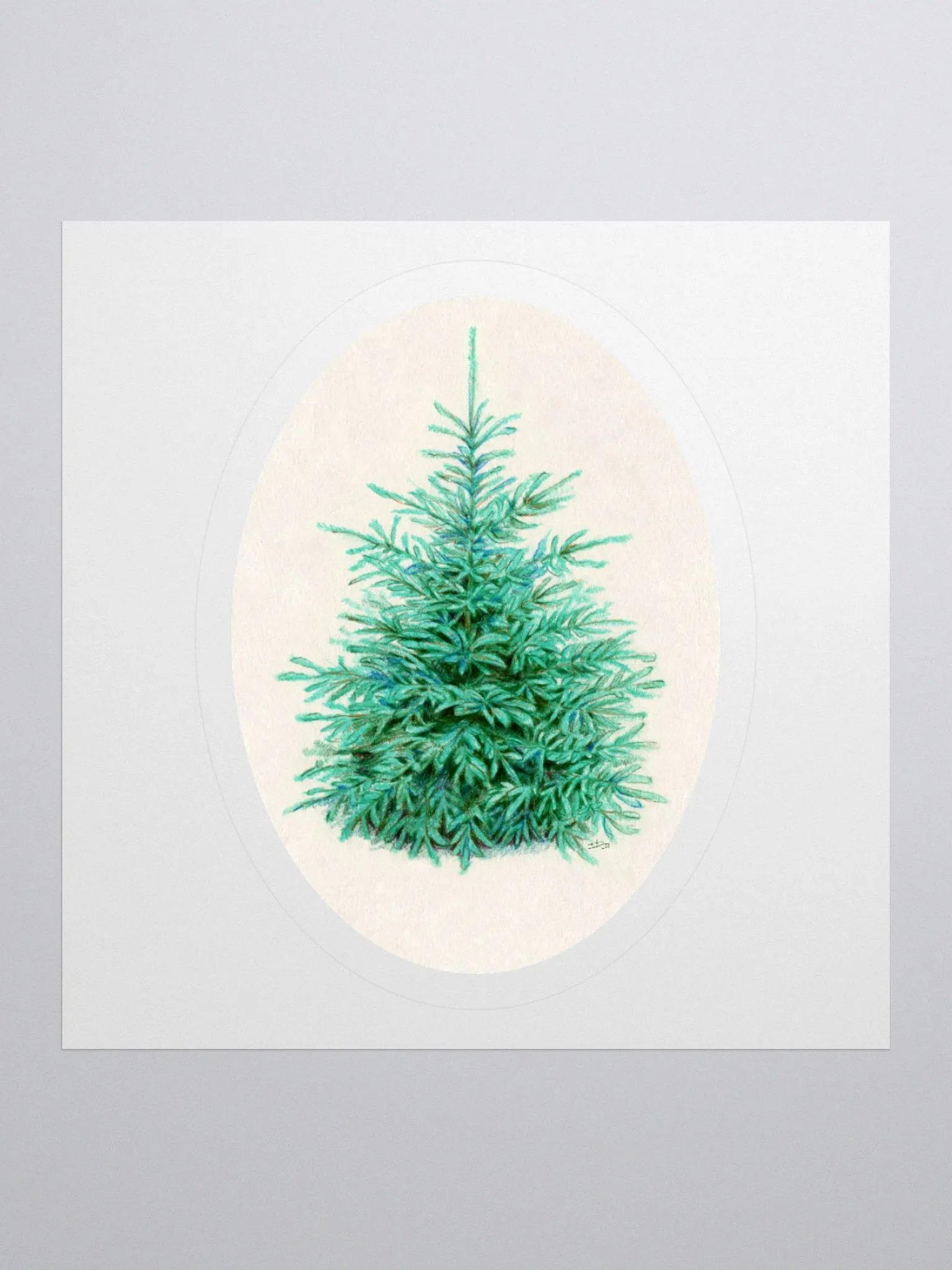 Blue spruce (Picea pungens) illustration sticker product image (2)