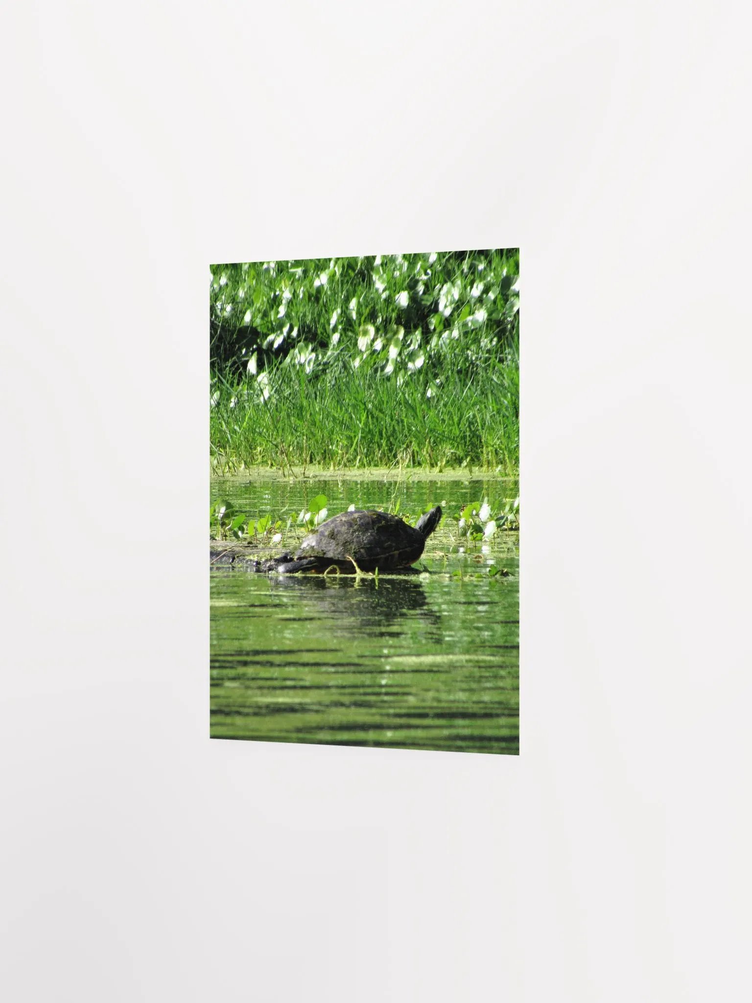 Turtle / FL product image (16)