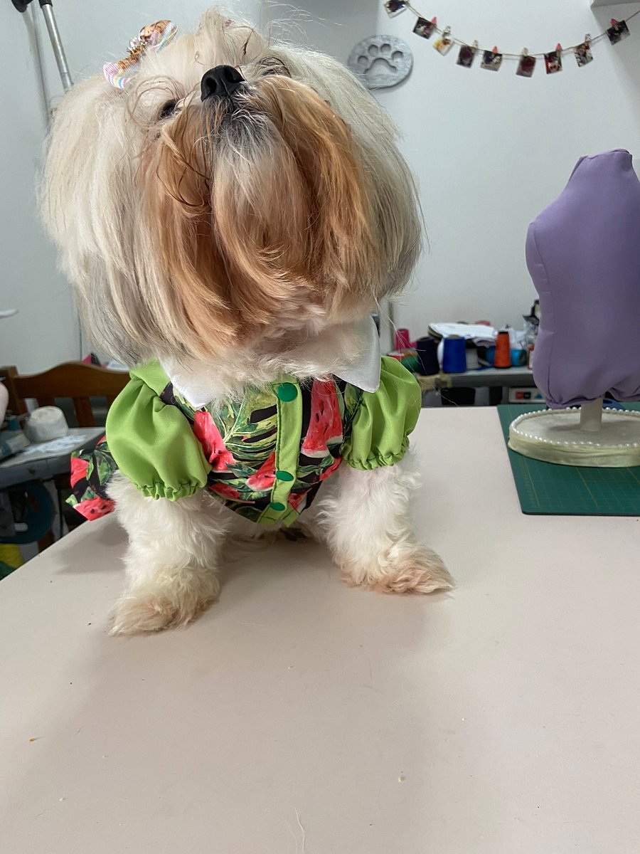 Vestido Encanto Delicado - Modelagem Pet PDF product image (4)