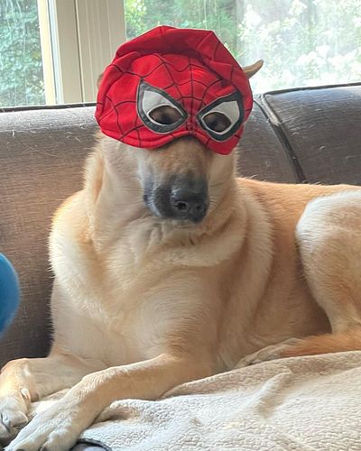 SpideyFox!