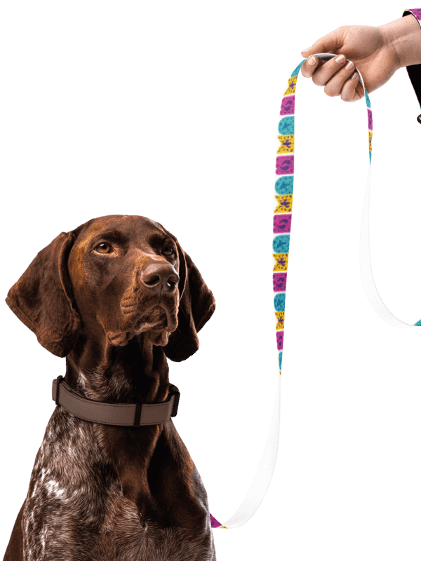 Juicey Tech Pet Leash + Collar product image (4)
