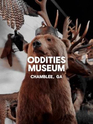 📍Oddities Museum - Chamblee, GA. A one of a kind spot that pulls you into a world of strange and rare artifacts. Every corner has something unexpected that catches your eye and makes you want to look closer.  #exploreatlanta #scary #haunted #thingstodoinatlanta #foryoupage 