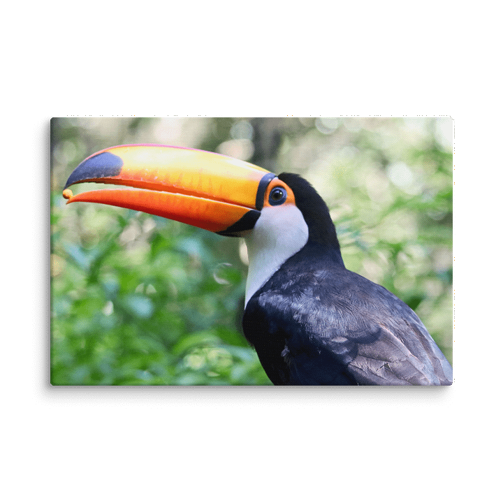 A Hungry Toucan product image (2)