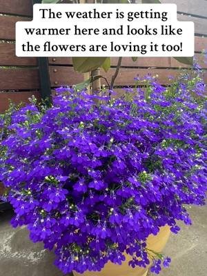 All the beautiful flowers are loving the weather! 🌷🌼🌺🌹🌸#flowers #gardens #warmweather #beautifulthings 