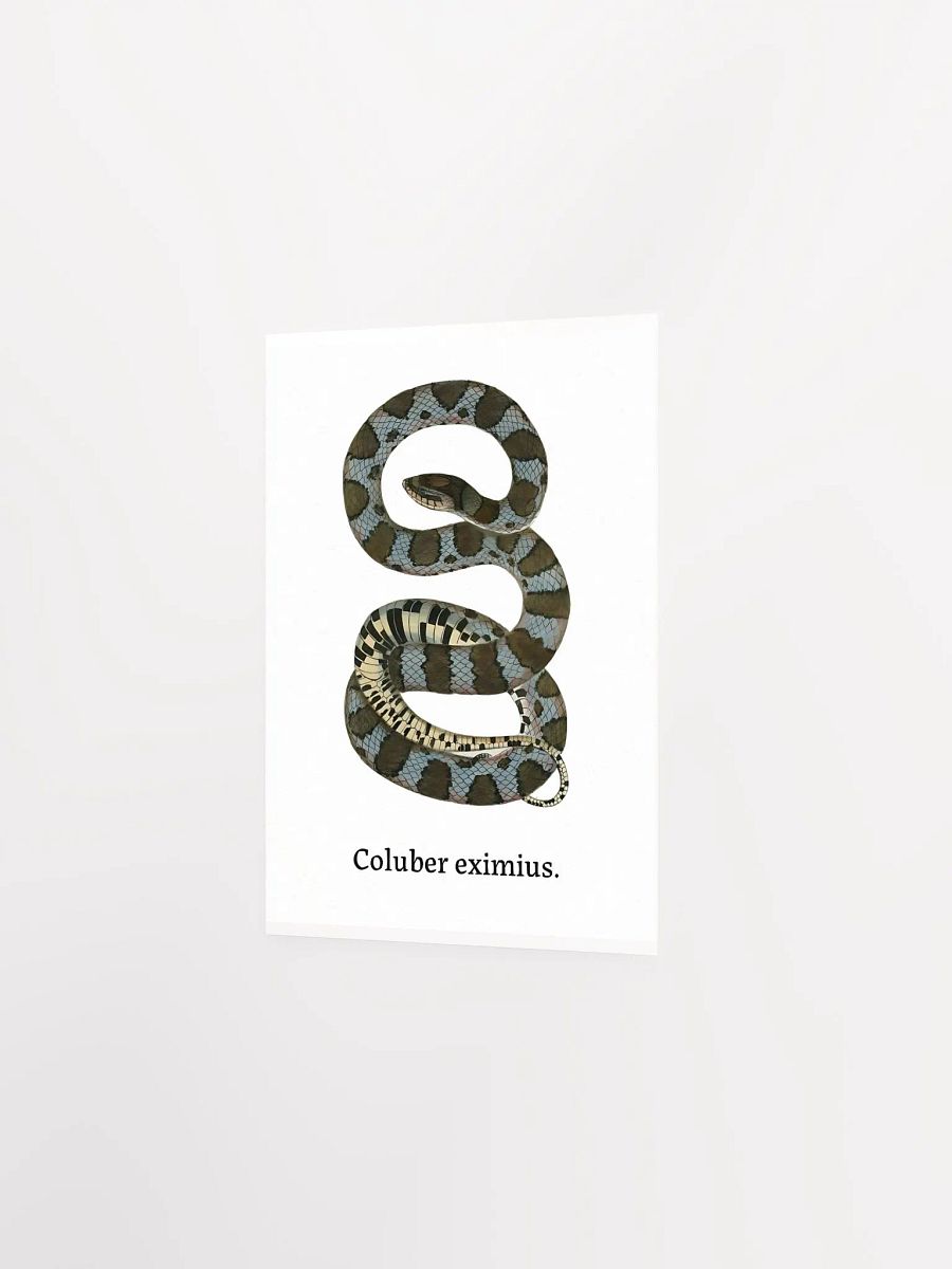 Coluber eximius. product image (3)