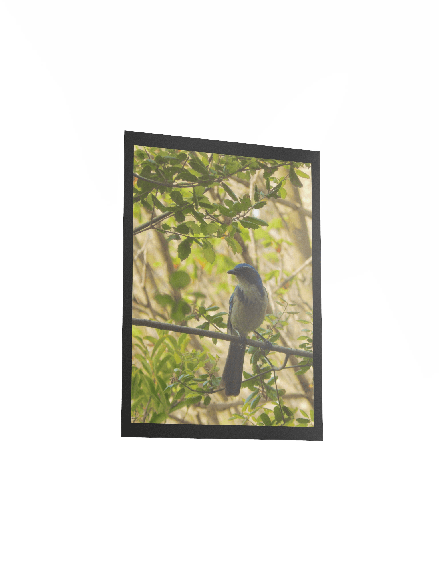 Jay product image (3)