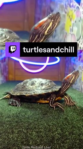 Looks like this turtle is just as eager to escape the week as we are! #JumpingIntoTheWeekend #FreeAsATurtle