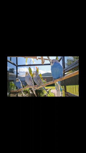 We love our bird family ❤️💙🐦🥰 

#birdsofaustralia #budgielove #budgielover #Budgies #budgieofinstagram #birdphoto #birdphotog...