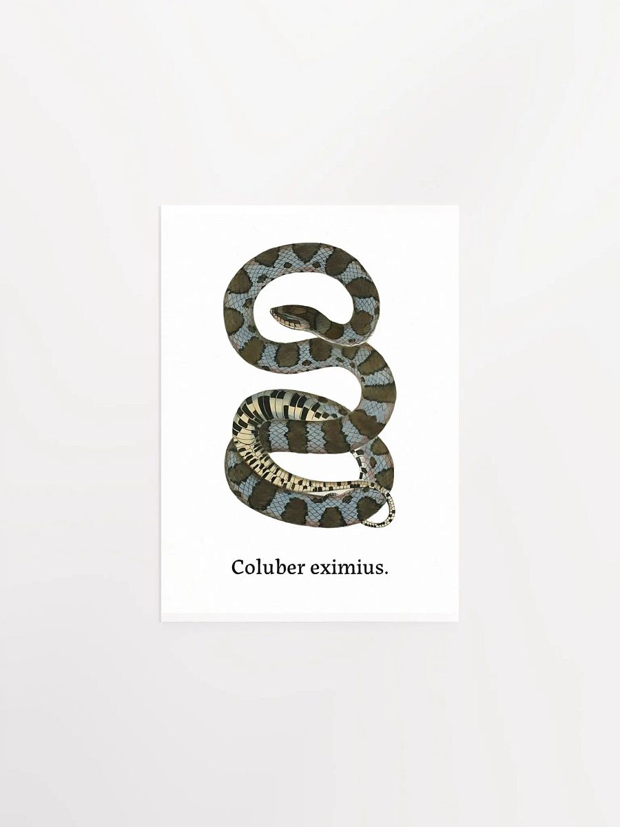 Coluber eximius. product image (2)