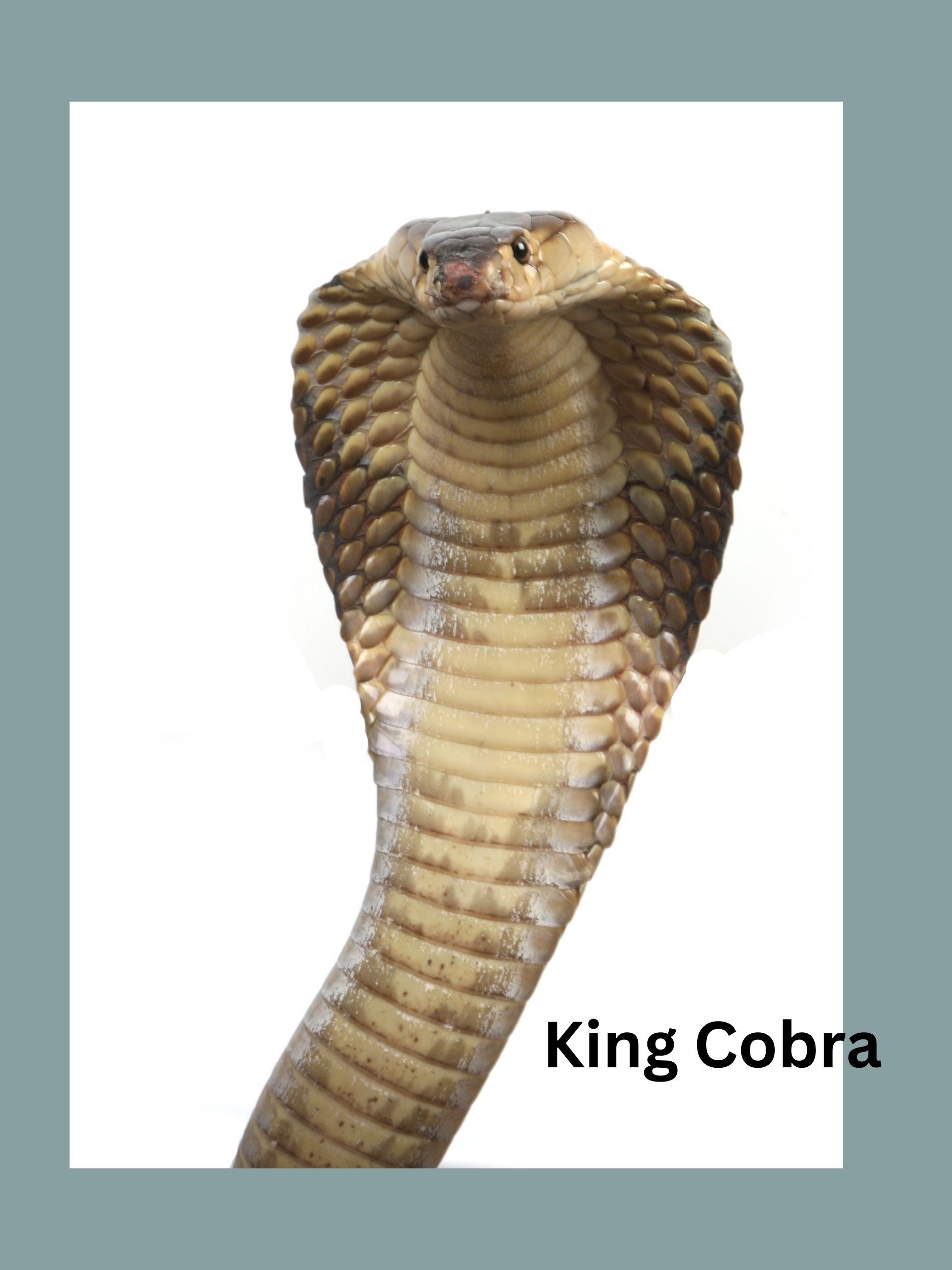 Top 20 of the most venomous Snakes Worldwide product image (7)