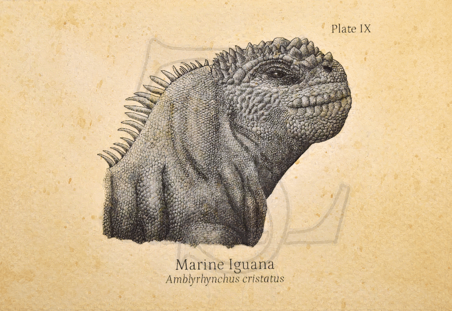 Marine Iguana Head Giclée print (hand watercolored) product image (1)