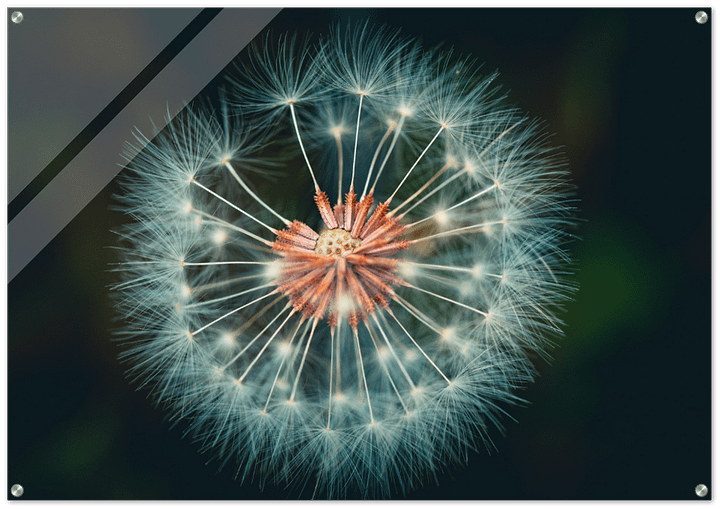 STUNNING CONTRAST BLOOM product image (1)
