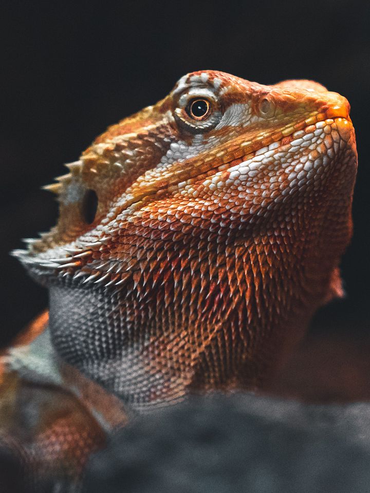 Bearded Dragon product image (1)