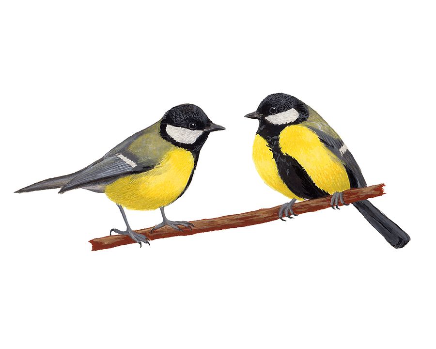 Great Tits - giclée print product image (1)