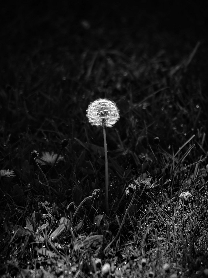 Dandelion product image (1)