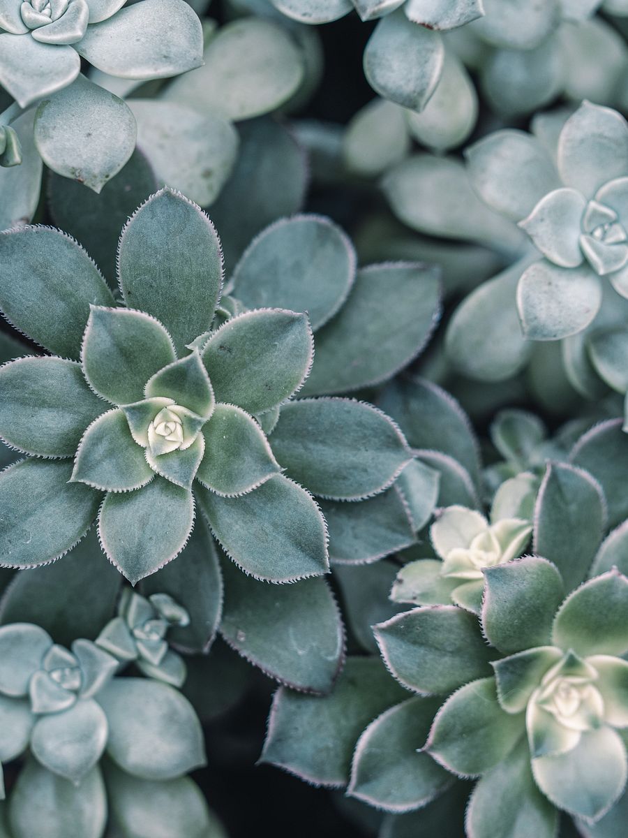 Succulent product image (1)
