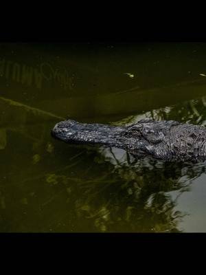 #American #alligator #a7iii #photography #abilenetx 