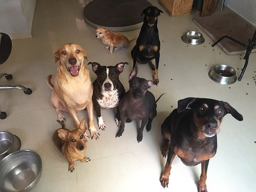 Today we celebrate our dearly departed fur and feather kids. I would love to celebrate the life of the amazing animals that h...