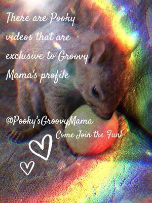 #squirrel #love #pet #animals  #whinniethepooh @Pooky's Groovy Mama 