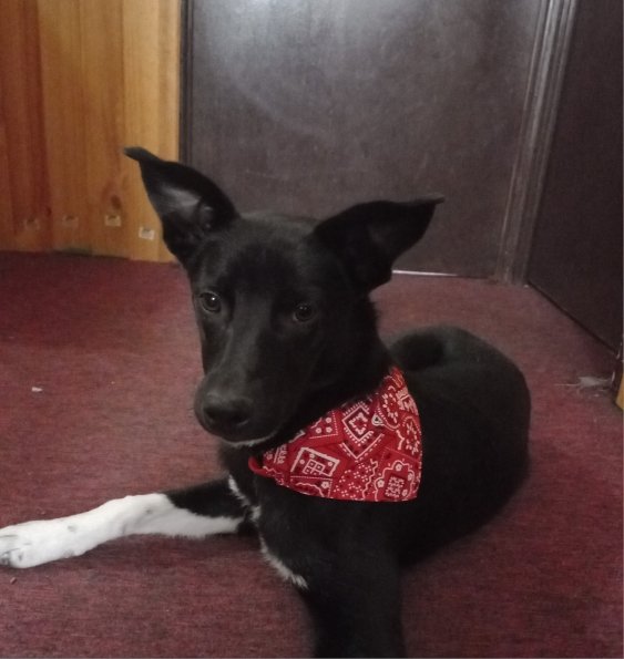 Bandana With Adjustable Triangle Shape & Buckle product image (5)