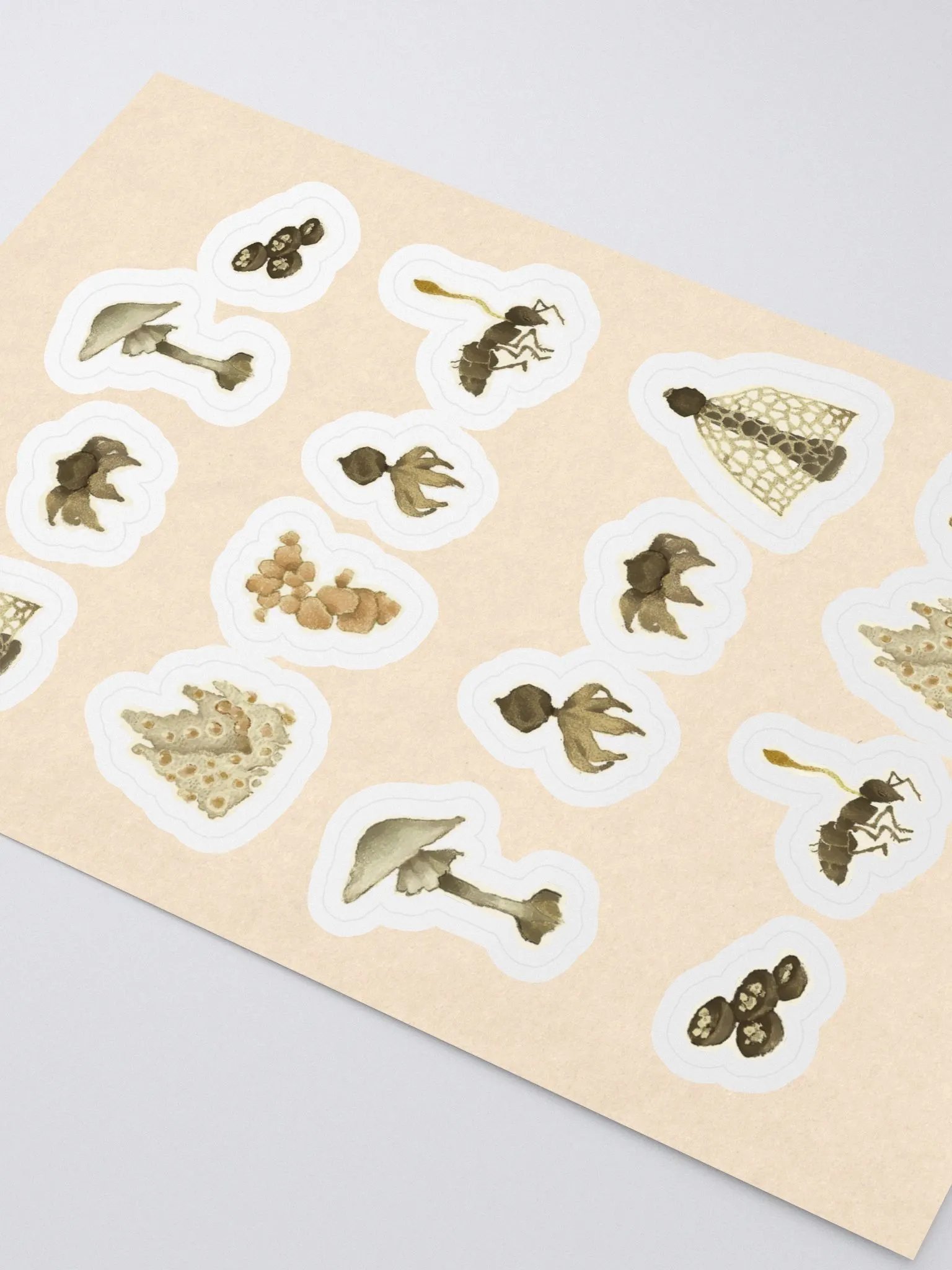 Mycology product image (2)