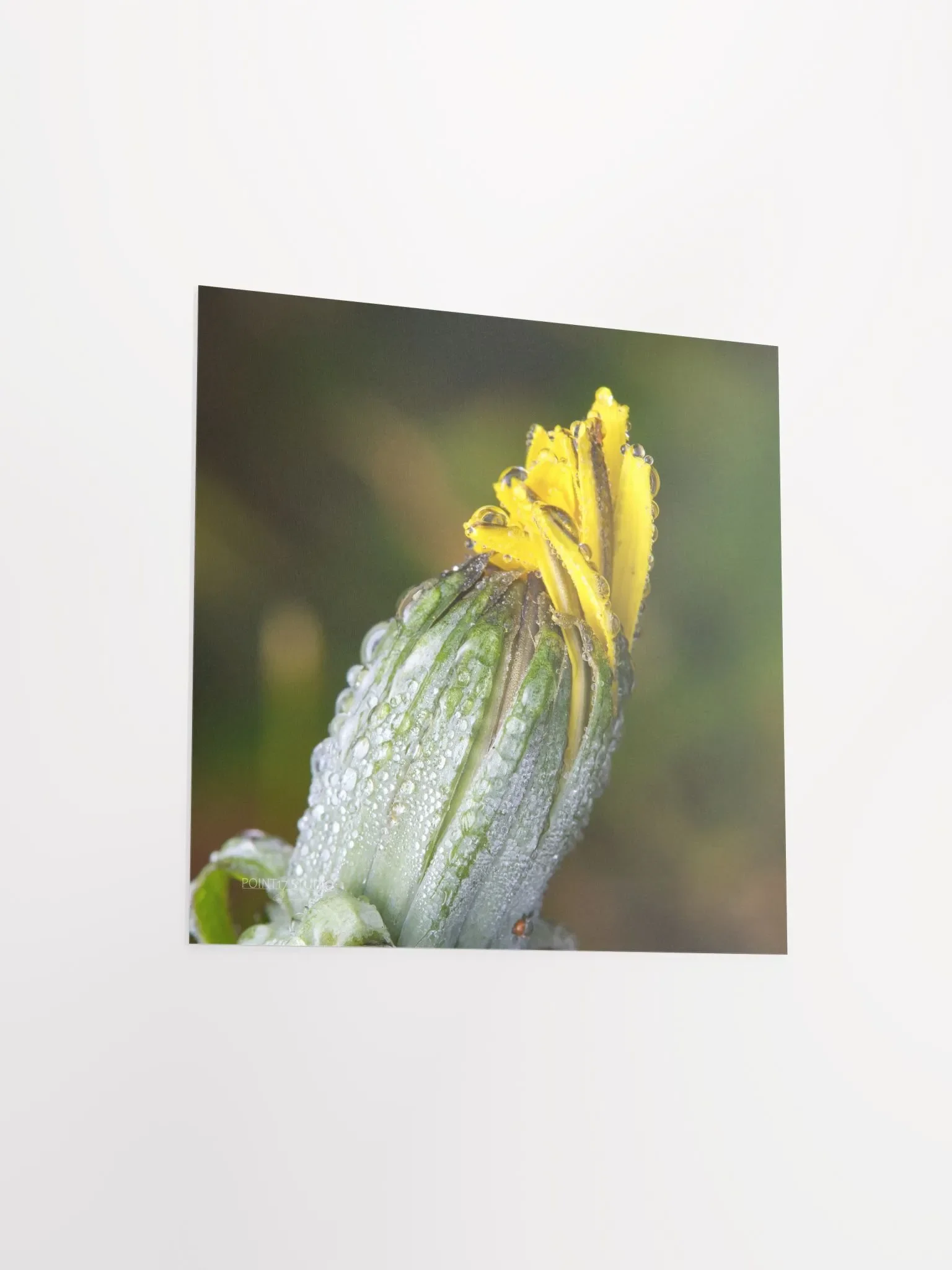 Dandelion #6 - Print product image (9)