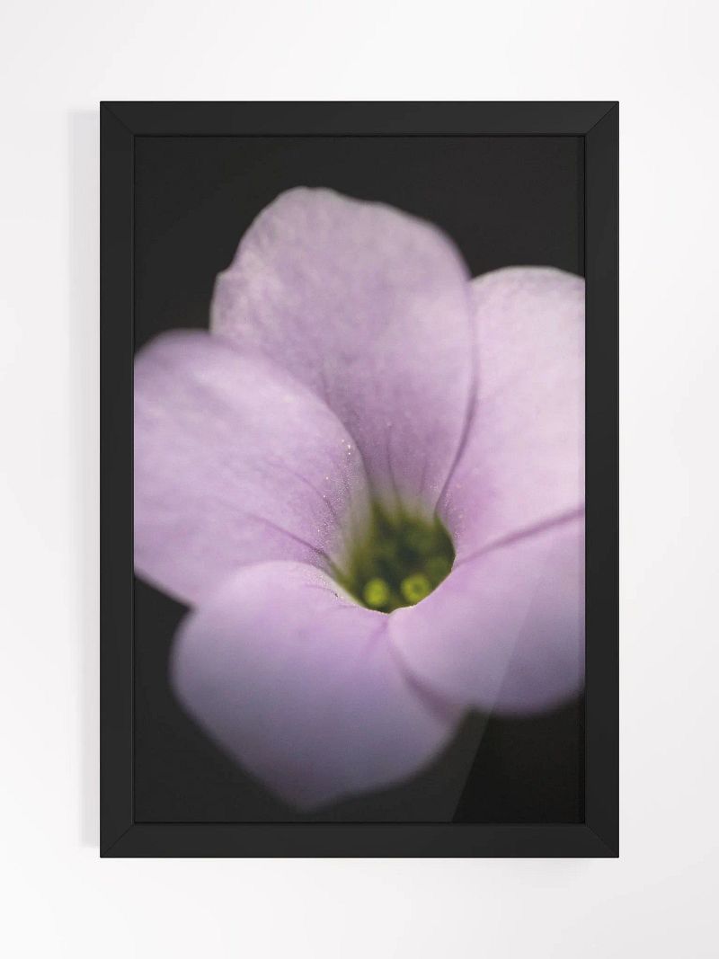 Violet in Black