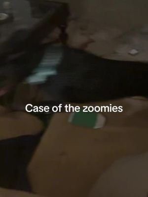 Classic case of the #zoomies #dogtok  