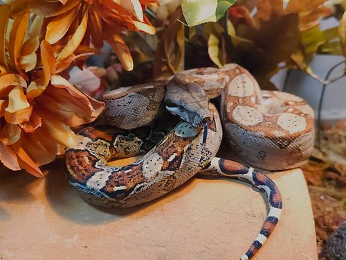 Delta , Purple line Barranquilla Colombian boa,  basking this morning