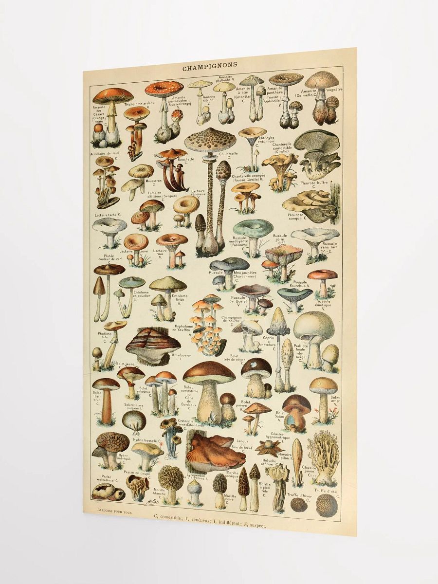 Champignon Chronicles Poster product image (3)