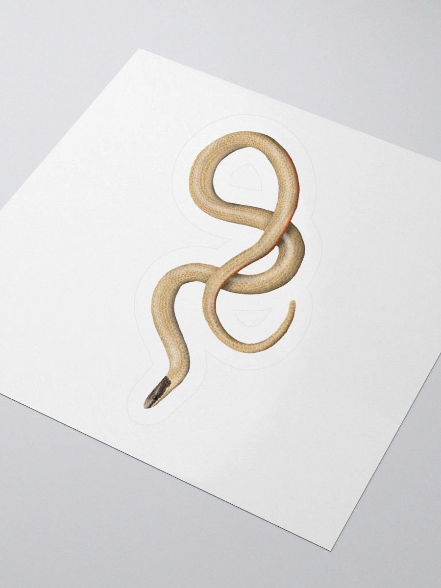 Die-Cut Sticker – Smith's Blackheaded Snake product image (8)