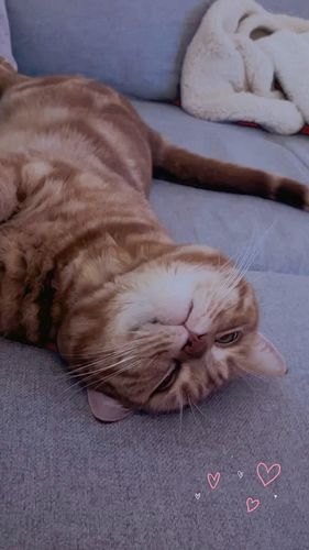 🫰🏼🧡

#cat #orangecat #cute #kitty #adorable