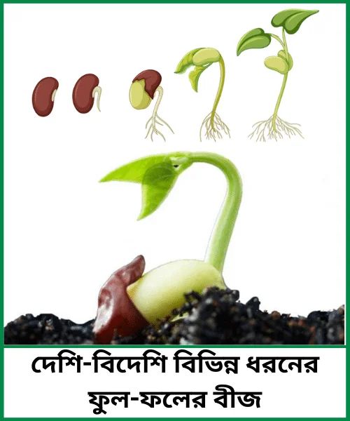 High quality gardening Seeds । দেশি-বিদেশি বিভিন্ন ধরনের ফুল-ফলের বীজ product image (1)
