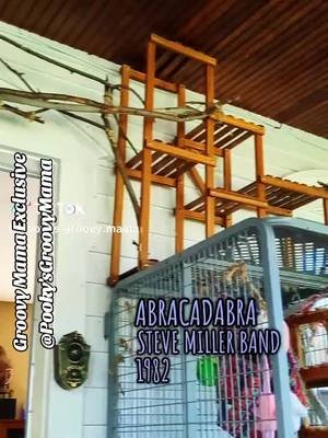 Sneek peek at what you'll see... Groovy Mama has pooky stuff too ... Little extras! #squirrel #play #classicrock #abracadabra #pet  @Pooky's Groovy Mama 