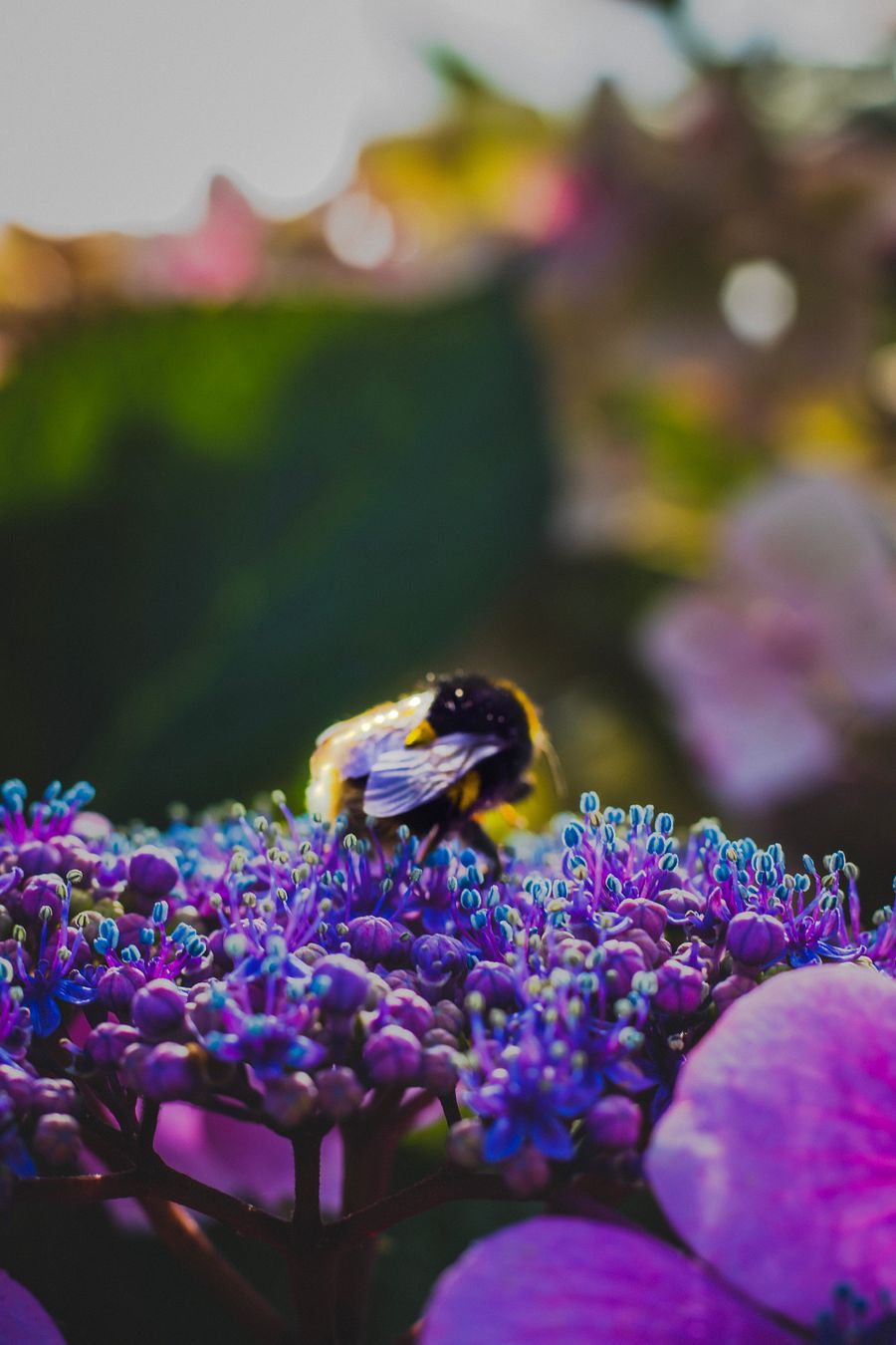 BEE HAPPY product image (1)