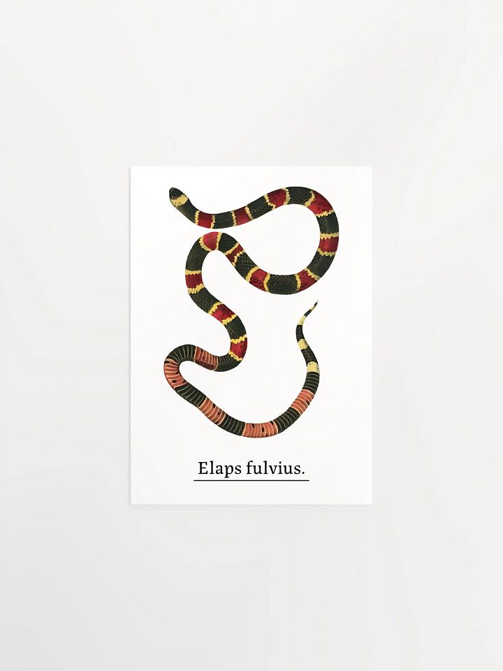 Elaps fulvius. product image (2)