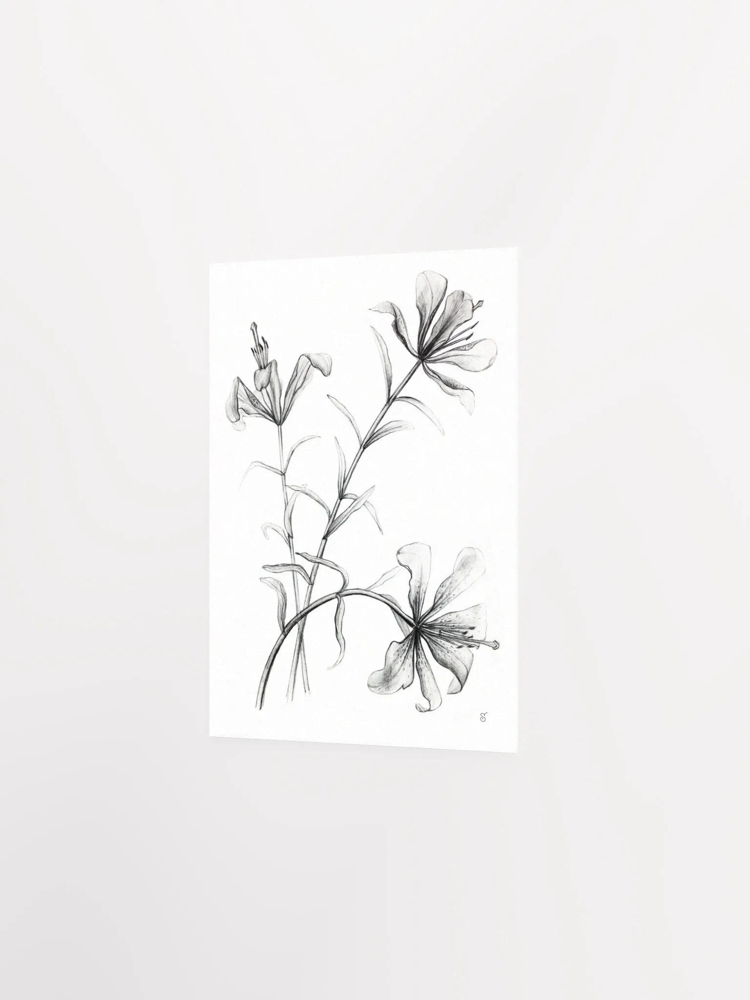 Lily Botanical Drawing Poster - Wild Elegant Flowers product image (2)