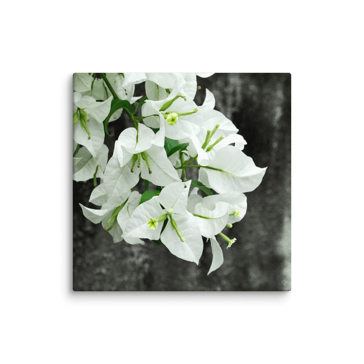 Bougainvillea flower - canvas print product image (2)