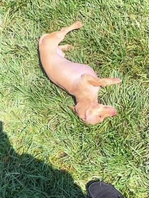 Silly Sausage #fyp #dogsoftiktok #dauchshund