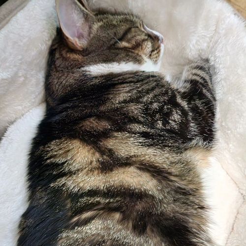 Chloe is enjoying her new bed from a fan!