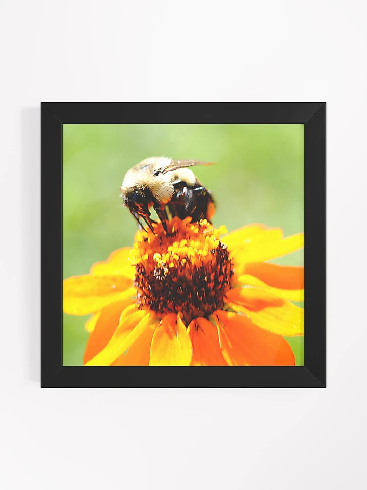 Bee On a Flower Framed Poster product image (13)